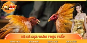 Đá gà cựa tròn trực tiếp