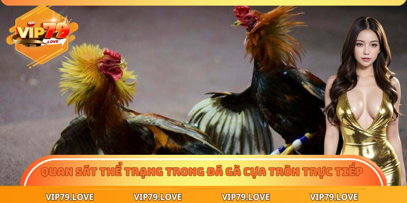 Quan sát thể trạng trong đá gà cựa tròn trực tiếp