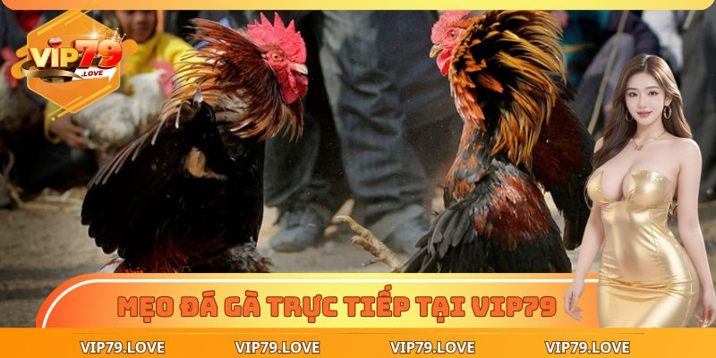 Xem Đá Gà Trực Tiếp - Chốt Kèo Chuẩn, Thắng Lớn Dễ Dàng 3 Chiến thuật chơi đá gà trực tiếp chuẩn cao thủ