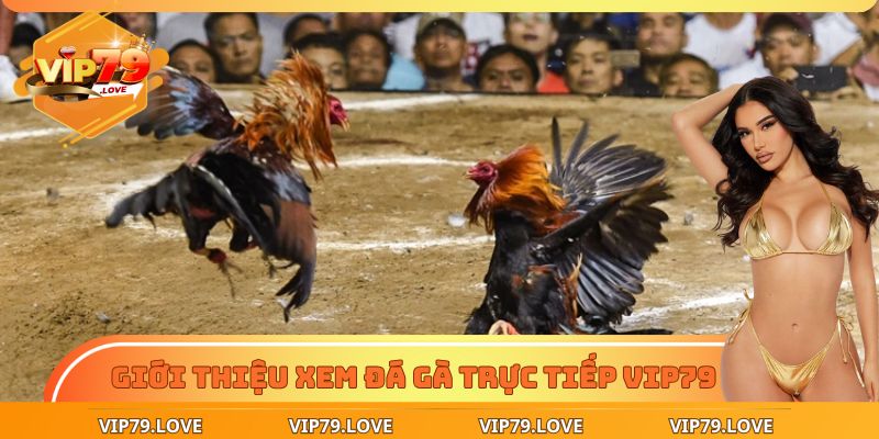 Xem Đá Gà Trực Tiếp - Chốt Kèo Chuẩn, Thắng Lớn Dễ Dàng 2 Khám phá hình thức xem đá gà trực tiếp