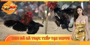 Xem Đá Gà Trực Tiếp - Chốt Kèo Chuẩn, Thắng Lớn Dễ Dàng