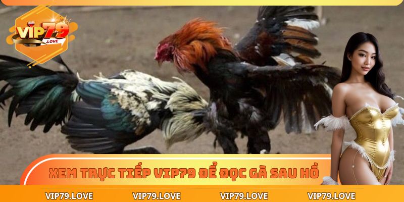 Xem Đá Gà Trực Tiếp - Chốt Kèo Chuẩn, Thắng Lớn Dễ Dàng 4 Xem đá gà trực tiếp để đo biểu hiện gà sau mỗi hồ